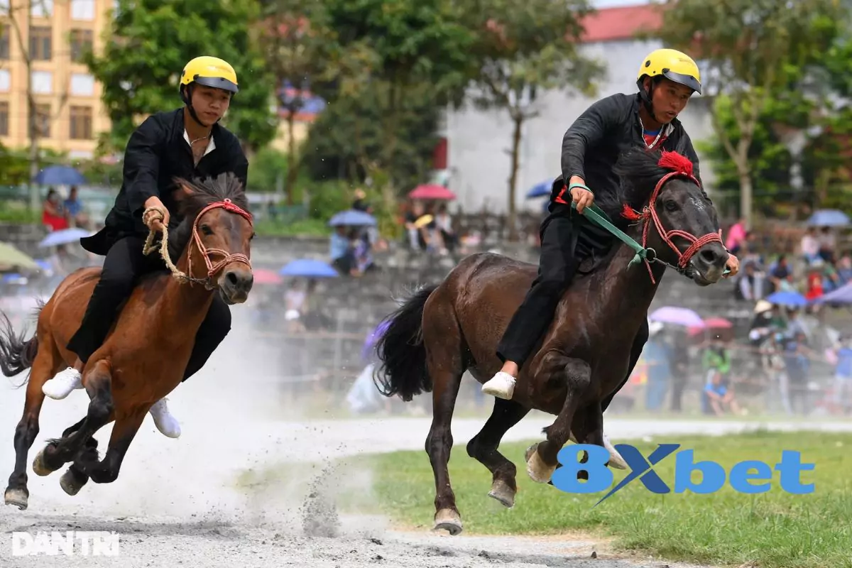 Nắm bắt thông tin ngựa và chọn thời điểm cược chuẩn xác