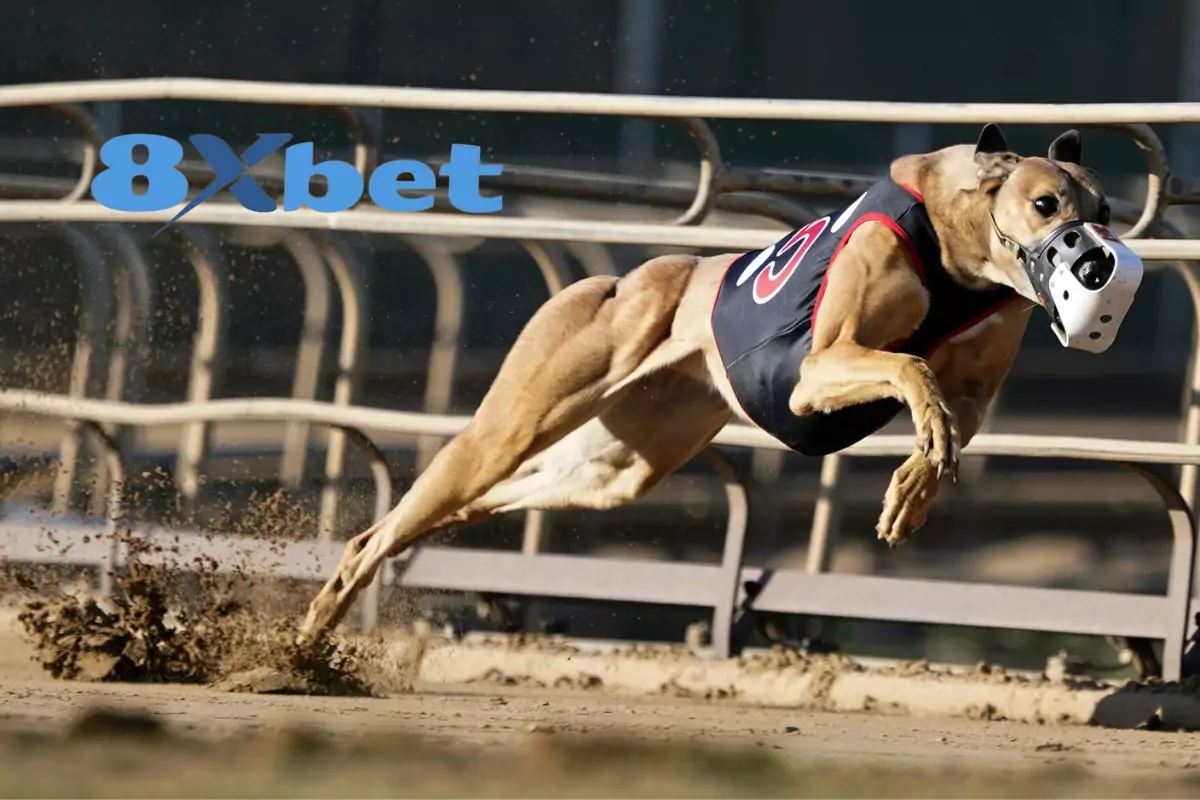 Vì sao cược thủ nên cá cược tại sảnh thể thao tại 8xbet?